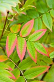 SORBUS COMMIXTA, JAPANESE ROWAN TREE