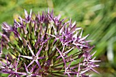 ALLIUM CHRISTOPHII