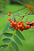 RED BERRIES OF SORBUS DECORA