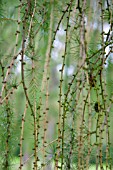 LARIX DECIDUA, EUROPEAN LARCH