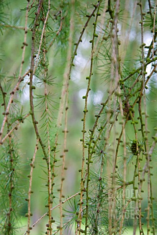 LARIX_DECIDUA_EUROPEAN_LARCH