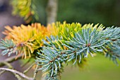 PICCA PUNGENS, COLORADO SPRUCE