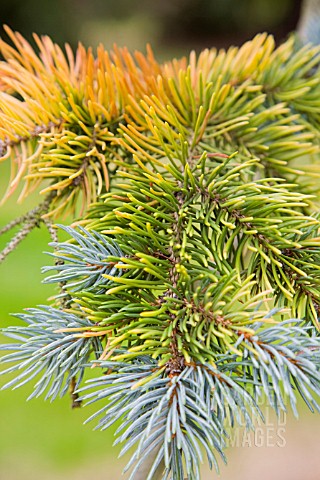 PICCA_PUNGENS_COLORADO_SPRUCE