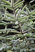 ABIES PINSAPO, SPANISH FIR