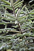 ABIES PINSAPO, SPANISH FIR