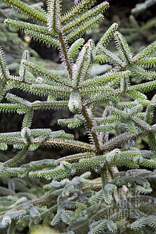 ABIES_PINSAPO_SPANISH_FIR