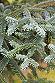 ABIES PINSAPO, SPANISH FIR