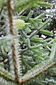 ABIES PINSAPO, SPANISH FIR