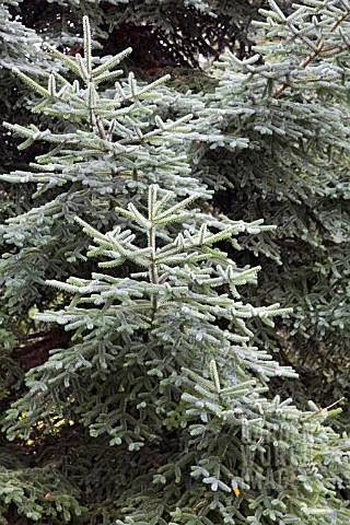 ABIES_PINSAPO_SPANISH_FIR