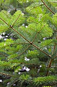 ABIES NORDMANNIANA SUBSP. NORDMANNIANA