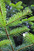 ABIES NORDMANNIANA SUBSP. NORDMANNIANA