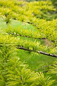 PSEUDOLARIX AMABILIS, GOLDEN LARCH