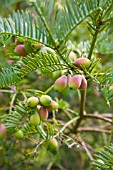 CEPHALOTAXUS FORTUNEI, CHINESE PLUM YEW