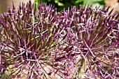 ALLIUM CHRISTOPHII