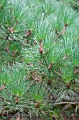 PINUS MURICATA, BISHOP PINE