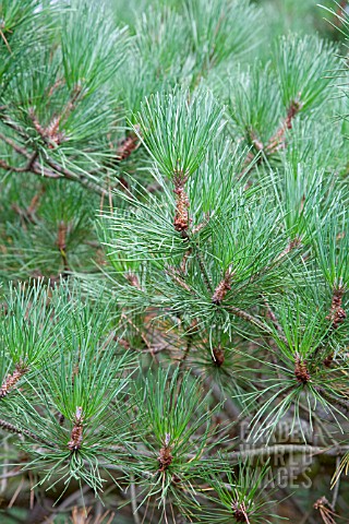 PINUS_MURICATA_BISHOP_PINE