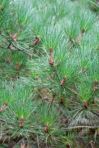 PINUS_MURICATA_BISHOP_PINE