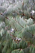 MEXICAN WEEPING PINE, PINUS PATULA