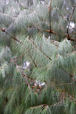 MEXICAN_WEEPING_PINE_PINUS_PATULA