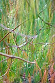 MEXICAN WEEPING PINE, PINUS PATULA