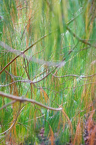 MEXICAN_WEEPING_PINE_PINUS_PATULA