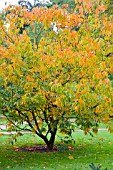 AESCULUS FLAVA , EARLY AUTUMN