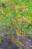 JAPANESE DOGWOOD, CORNUS KOUSA