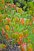 CORNUS KOUSA