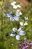 NIGELLA DAMASCENA