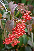 VIBURNUM BETULIFOLIUM BERRIES