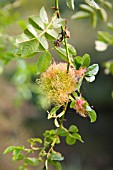 ROBINS PINCUSHION, RHODITES ROSAE OR GALL, MADE BY GALLFLY OR WASP