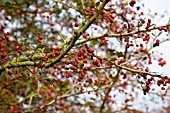 HAWTHORN BERRIES