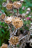 AUTUMNAL SEED HEADS, CENTAUREA MACROCEPHALA CAUCASUS