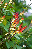 IPOMOEA LOBATA, SPANISH FLAG