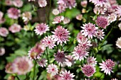 ASTRANTIA MAJOR ROMA