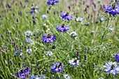 NIGELLA DAMASCENA