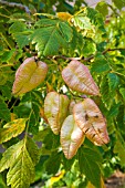 KOELREUTERIA PANICULATA SEEDS, CHINESE WILLOW PATTERN TREE