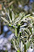 OLIVE TREE, OLEA EUROPAEA VAR. EUROPAEA