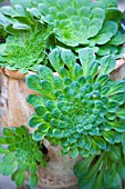 GREENOVIA AUREA GROWING IN POT