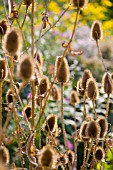 DIPSACUS SYLVESTRIS, TEASEL