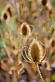 DIPSACUS SYLVESTRIS, TEASEL