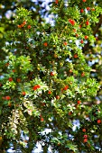 TAXUS BACCATA, YEW