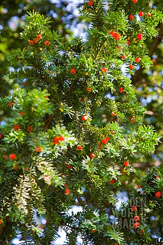 TAXUS_BACCATA_YEW