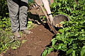 HARVESTING POTATO, LADY CHRISTL VARIETY