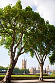 LONDON PLANE TREES ACROSS THE RIVER FROM THE HOUSES OF PARLIAMENT, PLATANUS X HISPANICA