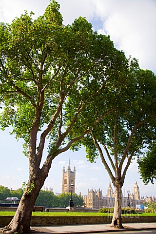 LONDON_PLANE_TREES_ACROSS_THE_RIVER_FROM_THE_HOUSES_OF_PARLIAMENT_PLATANUS_X_HISPANICA