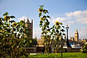GUERILLA GARDENERS PLANTED SUNFLOWERS ACROSS THE RIVER FROM THE HOUSES OF PARLIAMENT