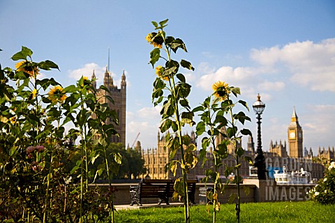 GUERILLA_GARDENERS_PLANTED_SUNFLOWERS_ACROSS_THE_RIVER_FROM_THE_HOUSES_OF_PARLIAMENT
