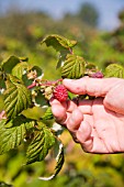 HARVESTING RASPBERRIES IN SEPTEMBER