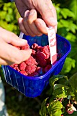 PICKING ORGANIC RASPBERRIES IN SEPTEMBER